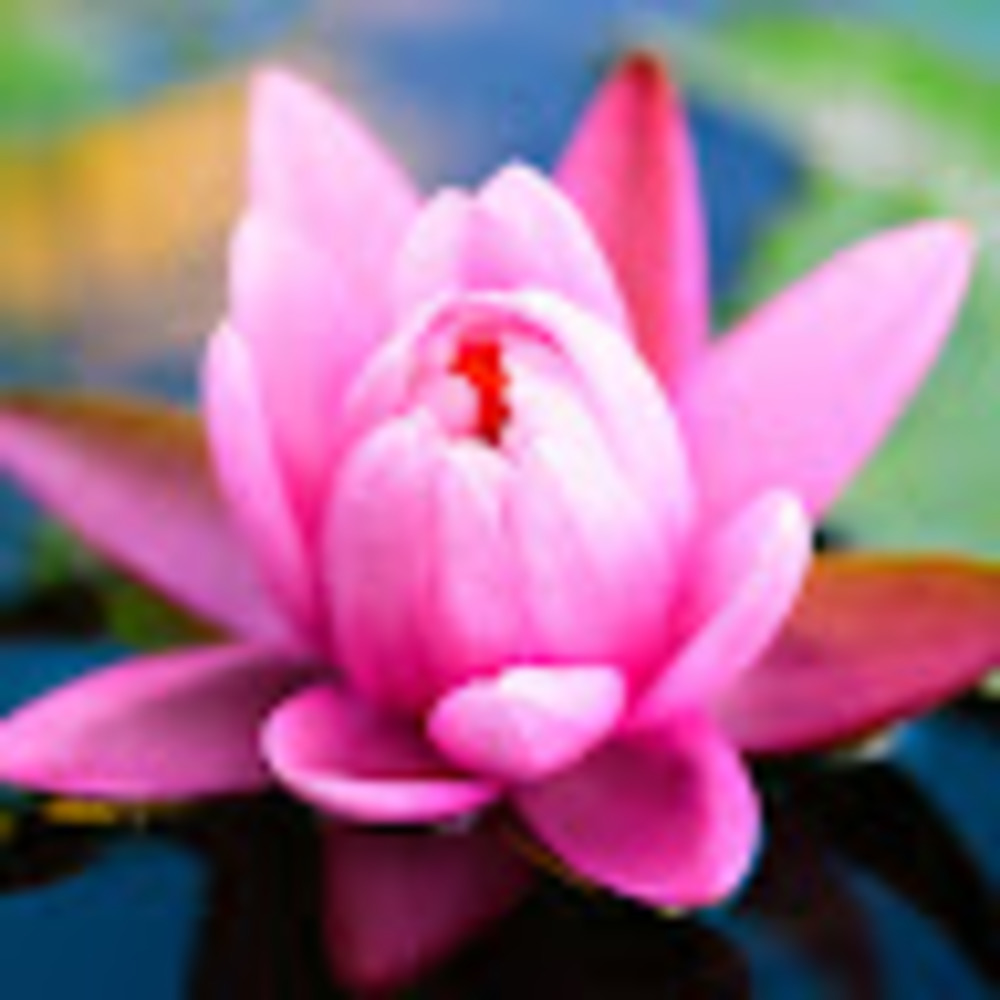 Meet your Posher, Laaia